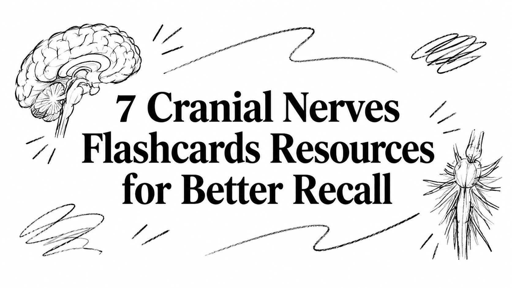7 Cranial Nerves Flashcards Resources for Better Recall