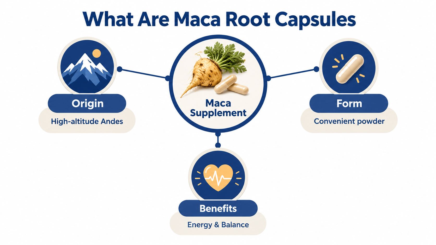 An infographic explaining maca root capsules, highlighting their Andean origin, convenient form, and health benefits.