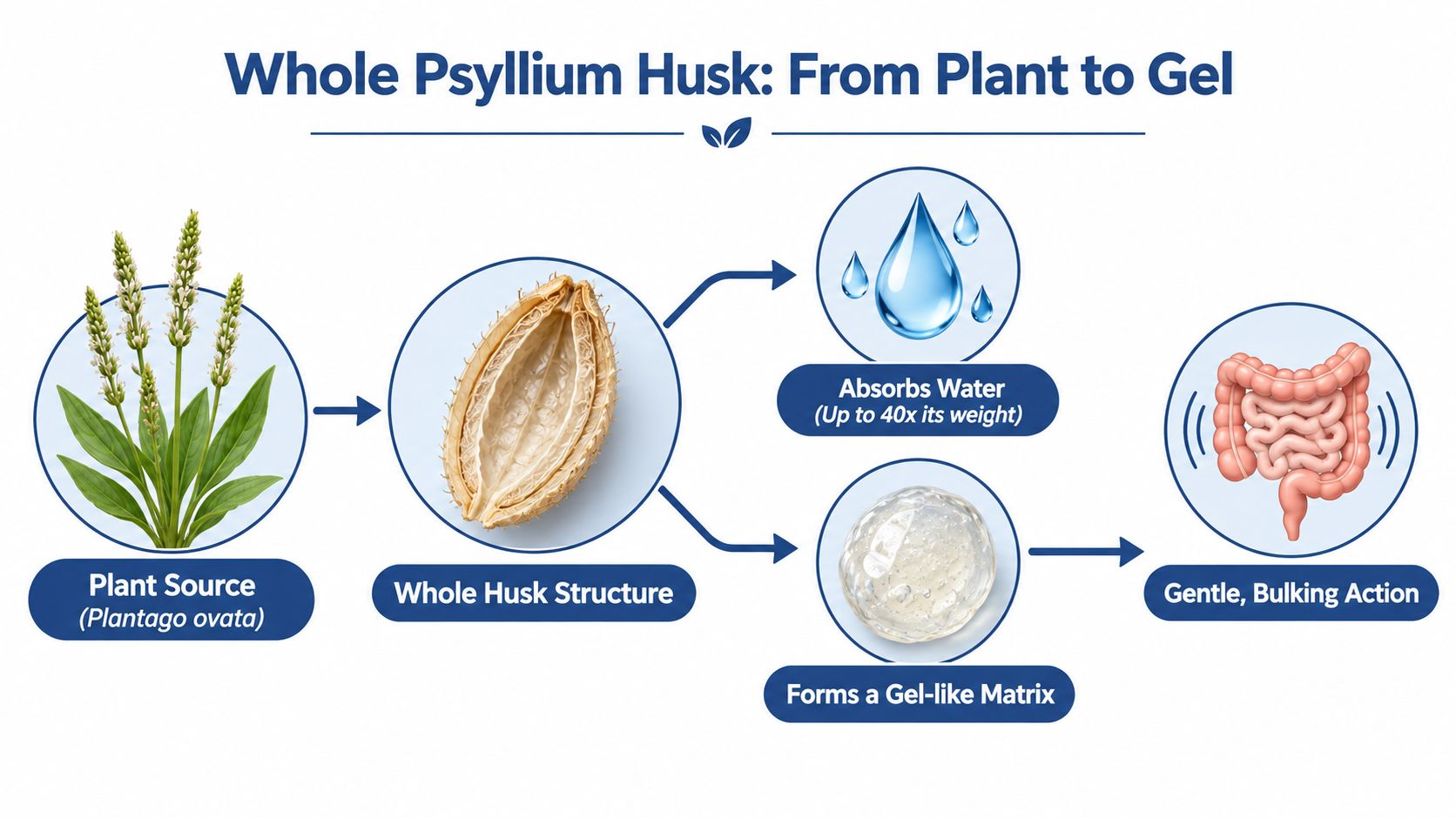 An educational infographic illustrating the process of how whole psyllium husk transitions from a plant into a digestive gel.