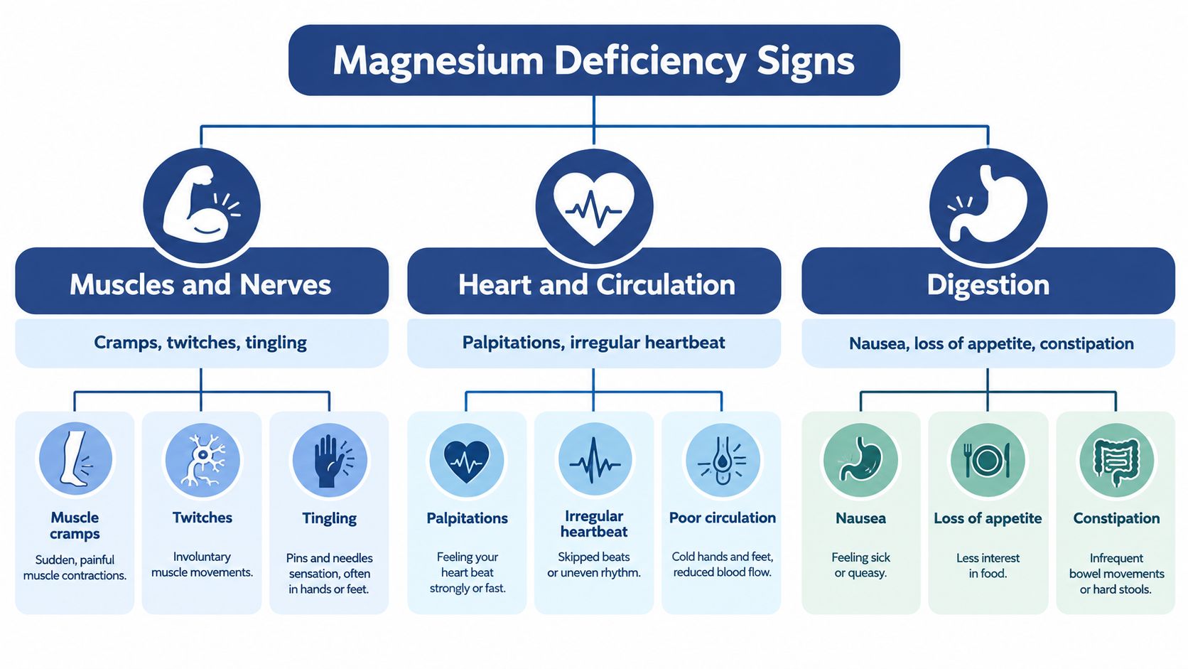 A diagnostic flowchart displaying common physical signs and symptoms of magnesium deficiency categorized by bodily systems.