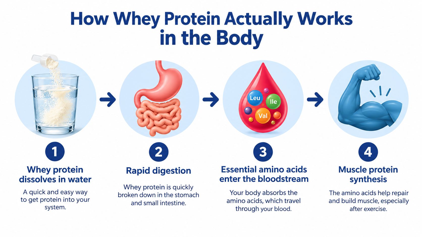 An infographic showing the four-step process of how whey protein is digested and used for muscle repair.