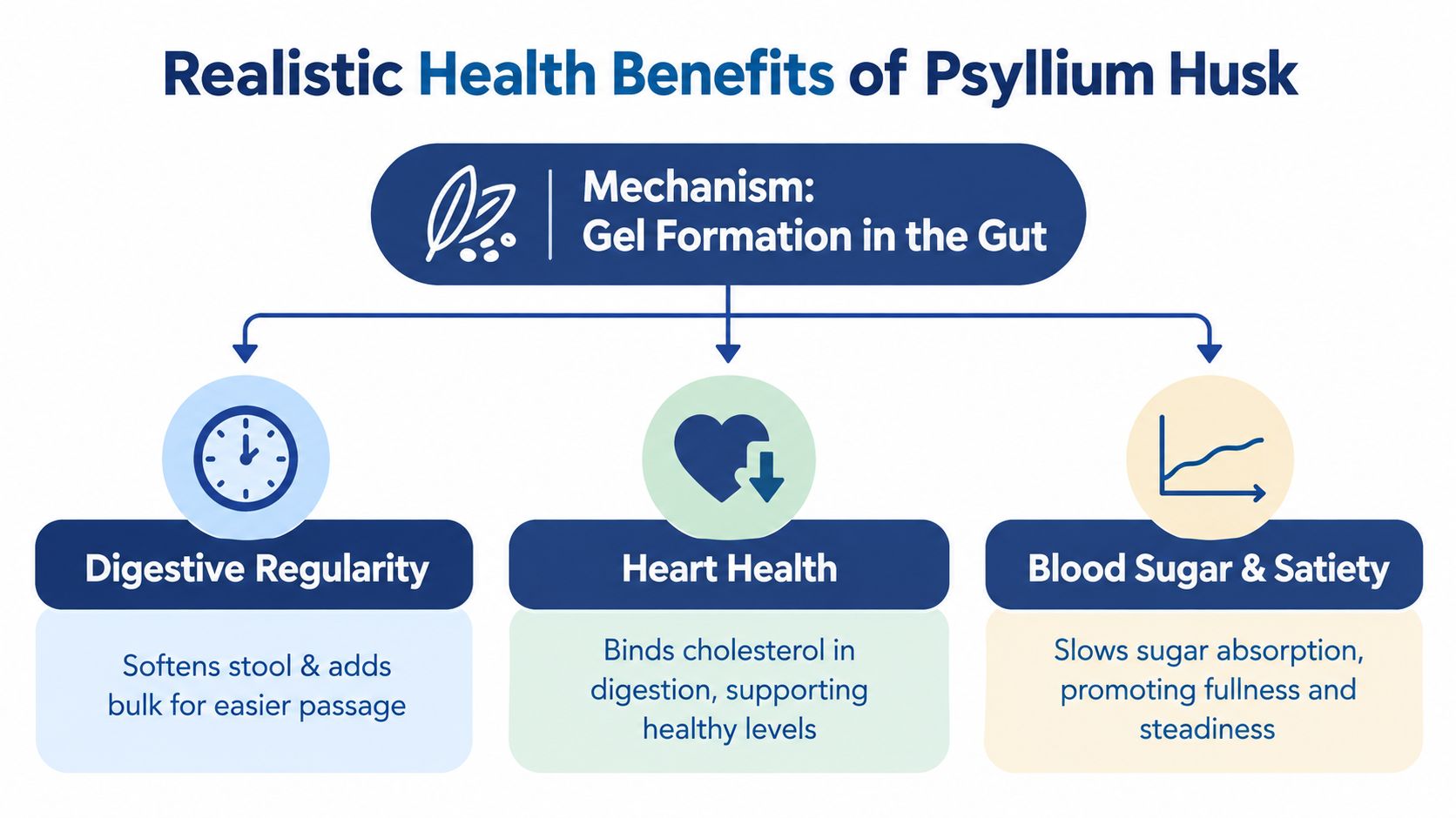A diagram titled Realistic Health Benefits of Psyllium Husk explaining how gel formation improves digestion, heart health, and blood sugar.
