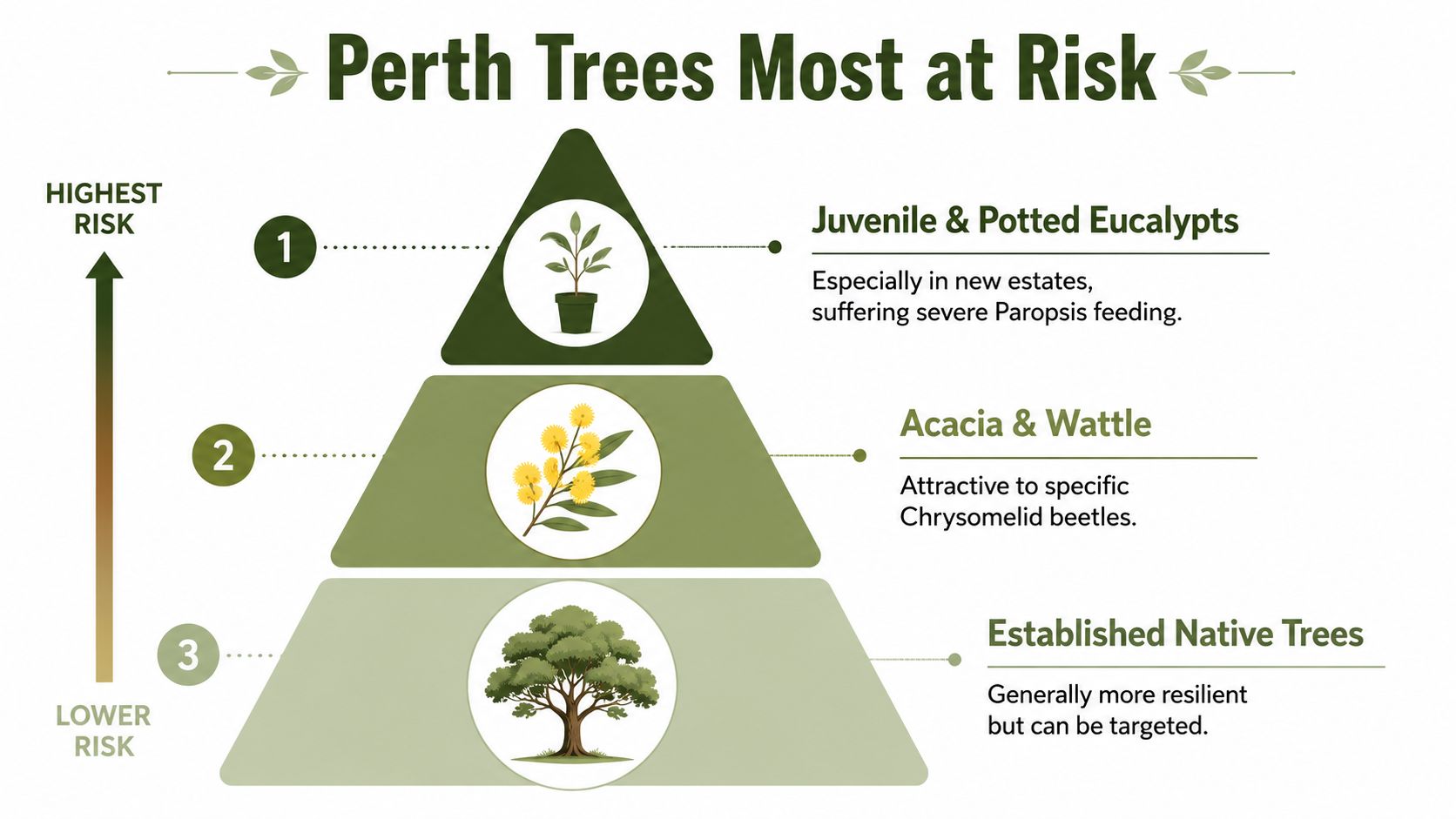 An infographic showing the three types of Perth trees most at risk from leaf beetle infestations.