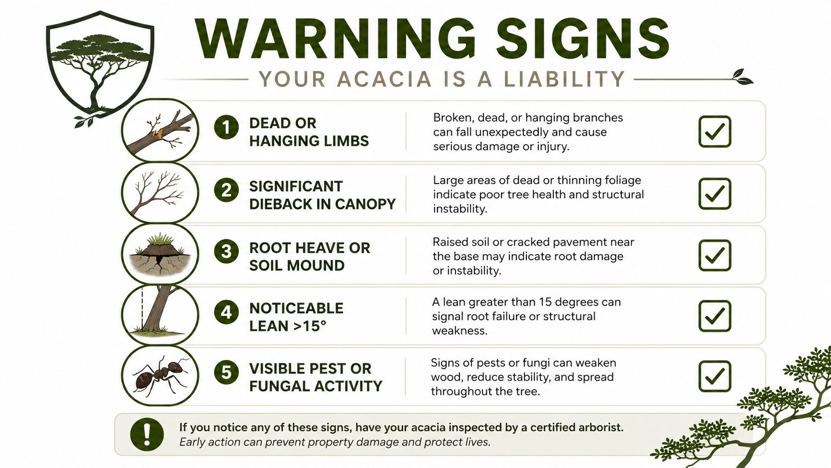 An infographic titled Warning Signs Your Acacia Is A Liability detailing five indicators of hazardous trees.
