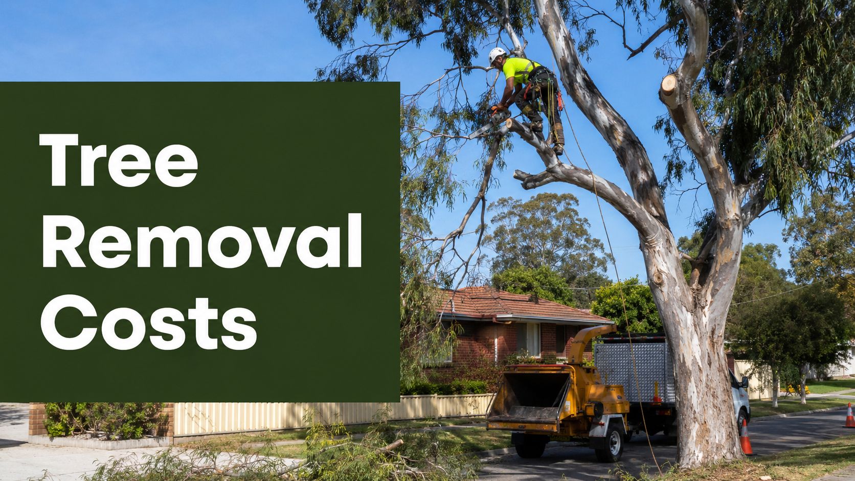 Why Does Tree Removal Cost So Much in Perth