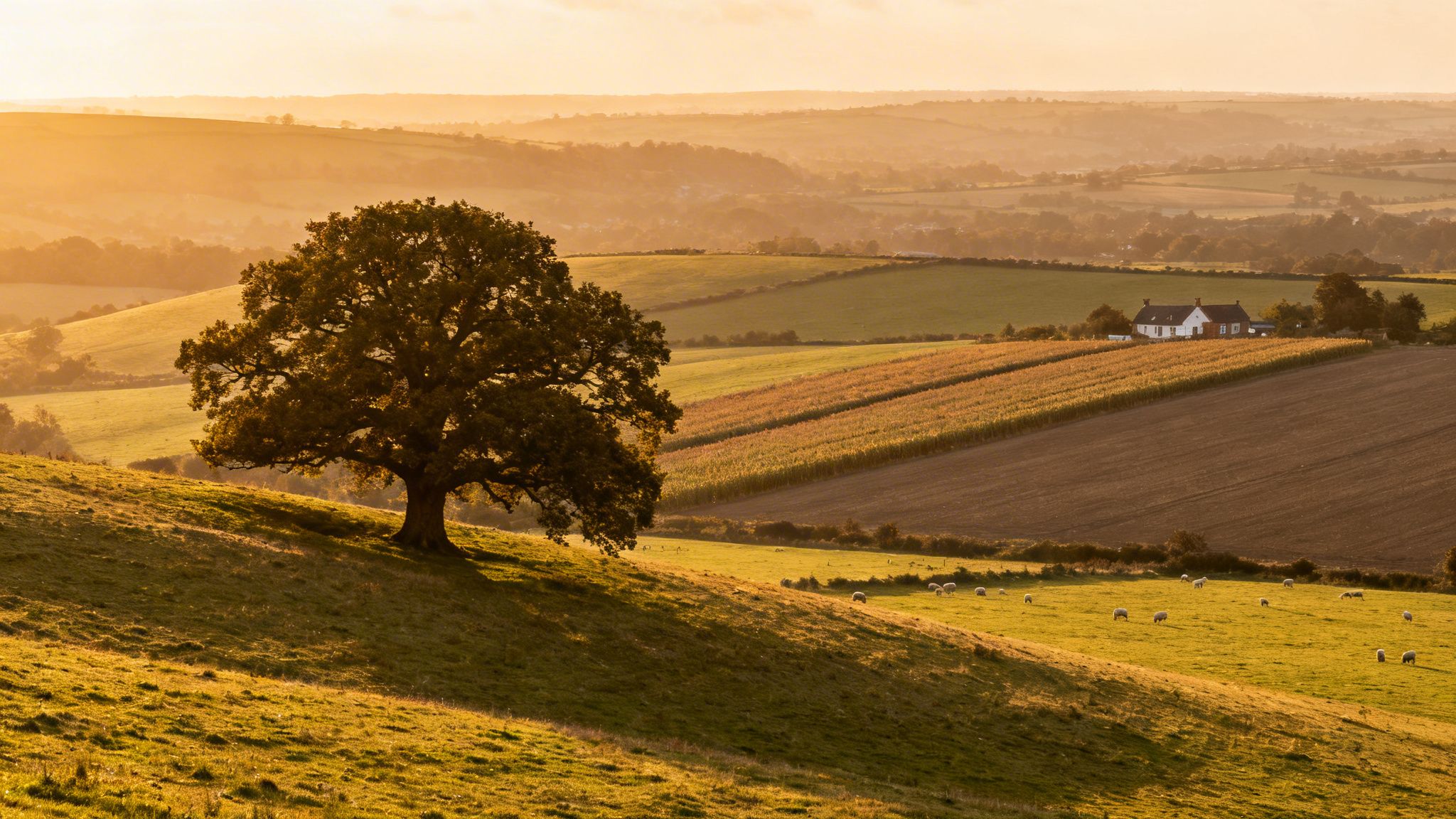 A picturesque rural landscape with a large oak tree on a hill, golden fields, a farmhouse, and grazing sheep at sunset.