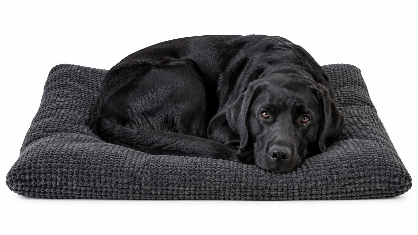 A black Labrador dog lying down and resting peacefully on a grey textured pet cushion.