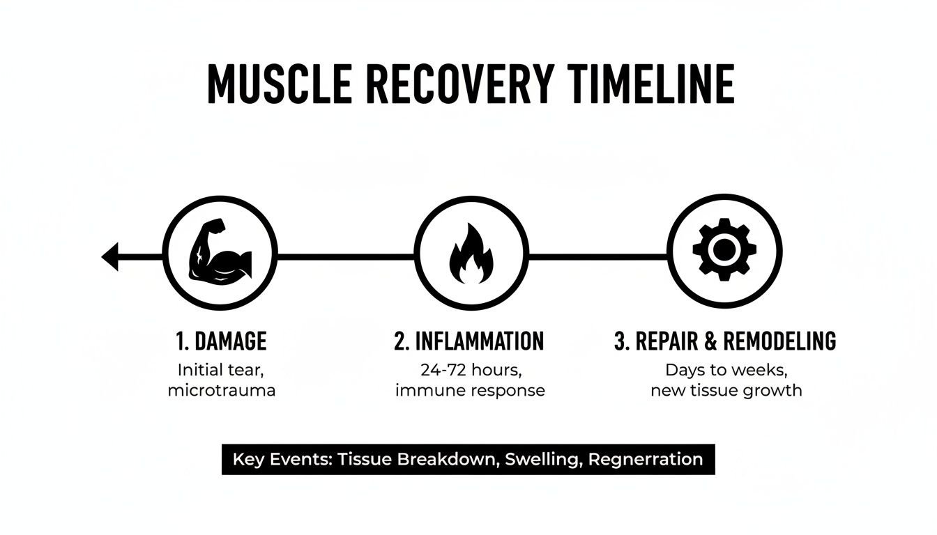 A diagram illustrates the muscle recovery timeline with three distinct stages: damage, inflammation, and repair.