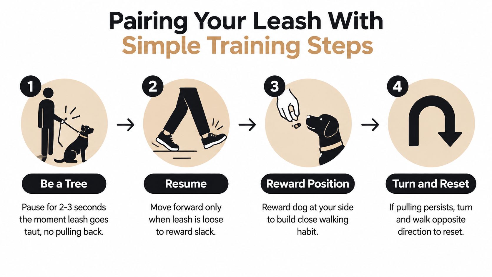 An infographic showing four simple steps to train a dog to stop pulling on a leash.