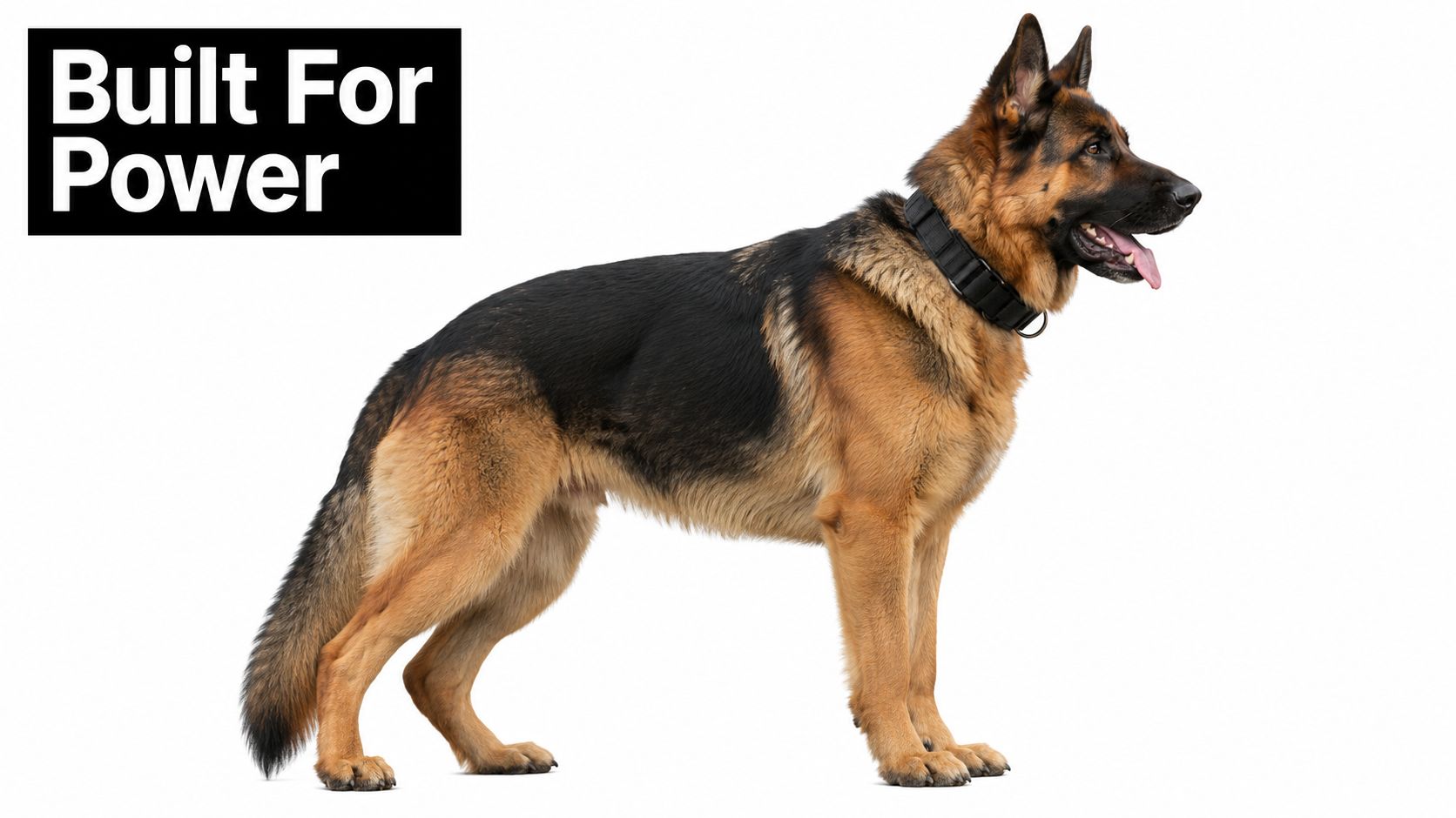 A majestic German Shepherd wearing a heavy-duty tactical collar standing against a plain white background.