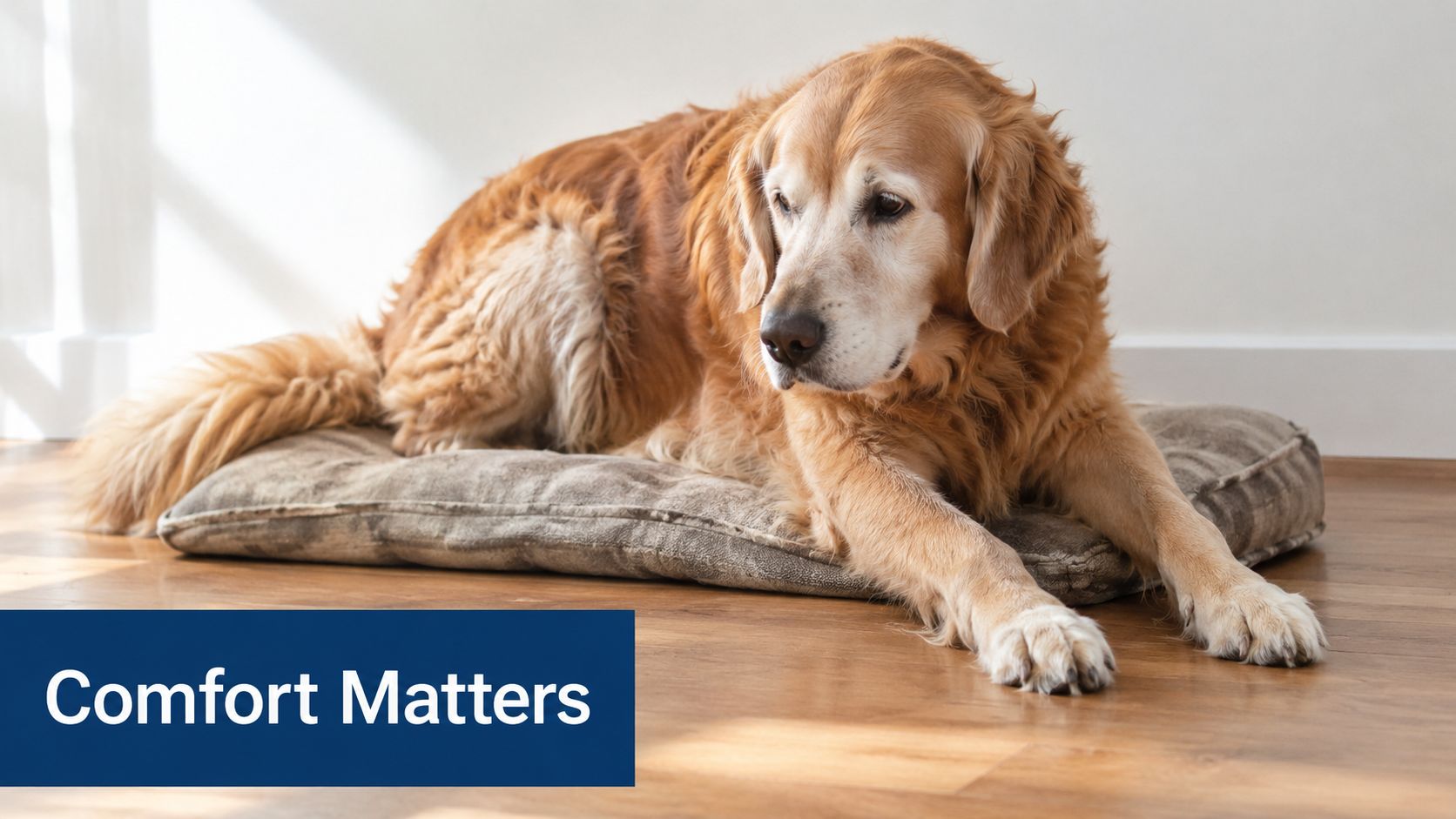 A senior golden retriever dog resting comfortably on a plush orthopedic bed on a hardwood floor.