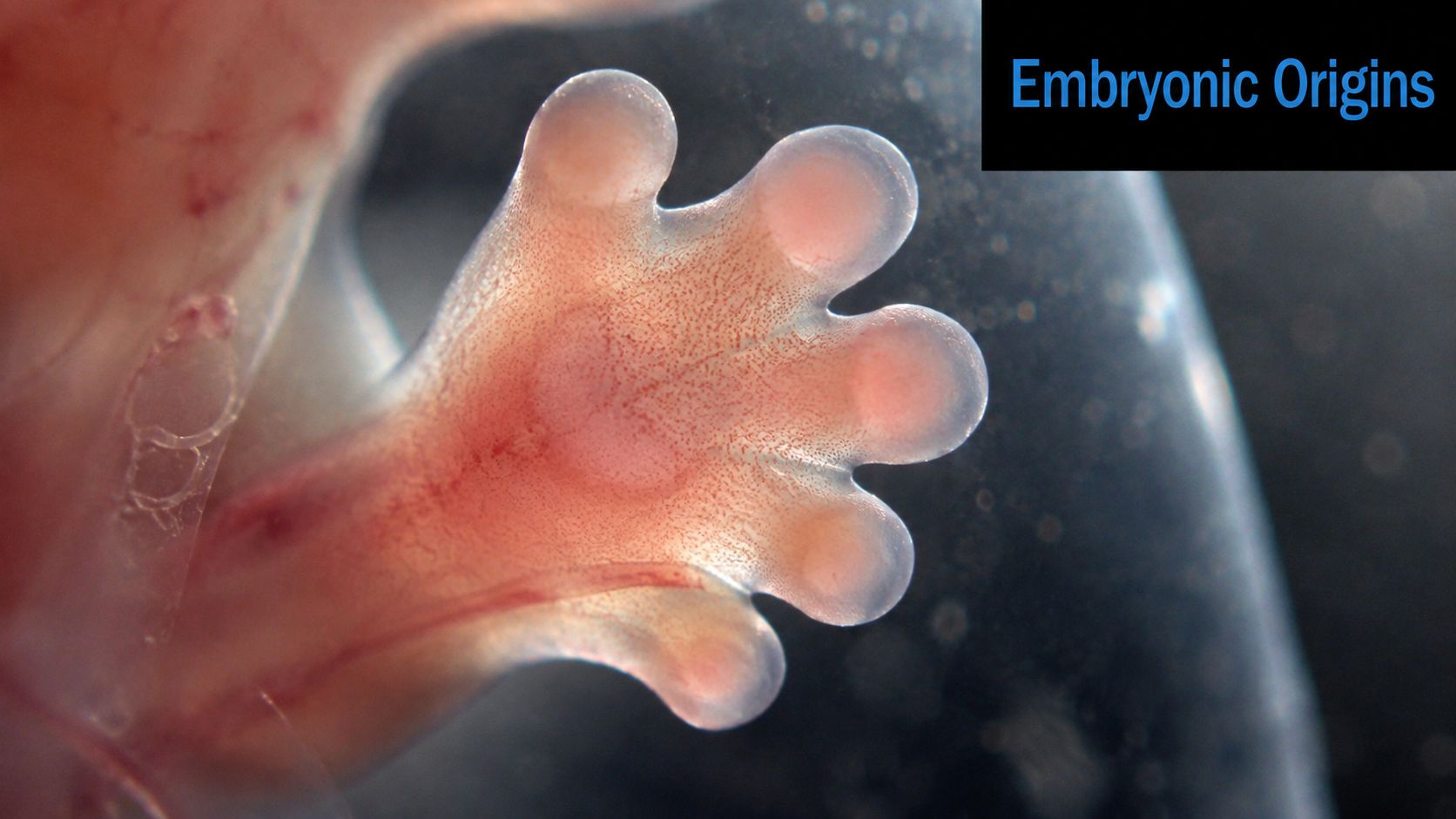 A close-up view of a translucent embryonic animal hand or paw showing intricate internal blood vessels.