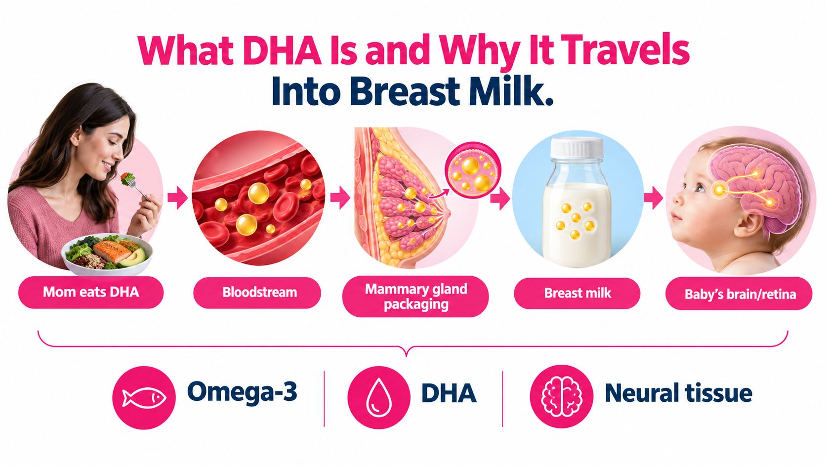 A diagram illustrating how DHA from a mother's diet travels into breast milk to support infant development.