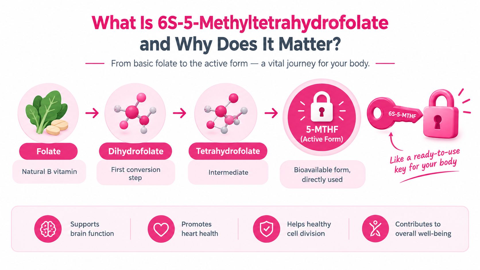 A diagram illustrating the conversion process of folate into its active form, 6S-5-Methyltetrahydrofolate, for bodily use.