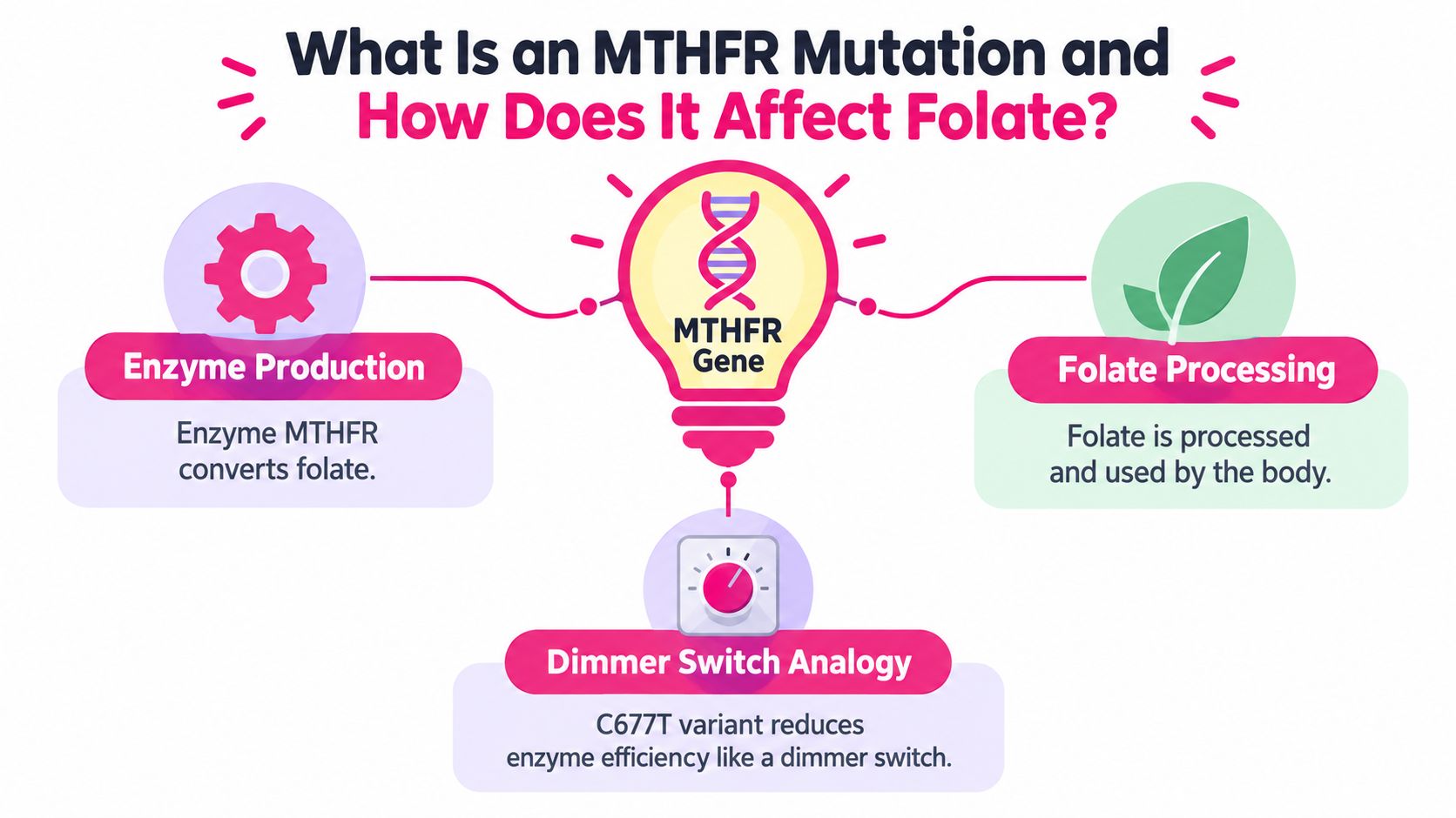 A diagram explaining how MTHFR gene mutations affect enzyme production and folate processing in the body.