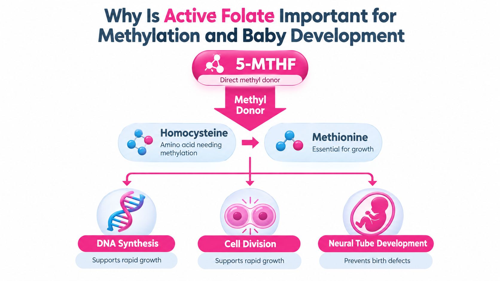 A diagram explaining how active folate 5-MTHF supports methylation for DNA synthesis and healthy fetal development.