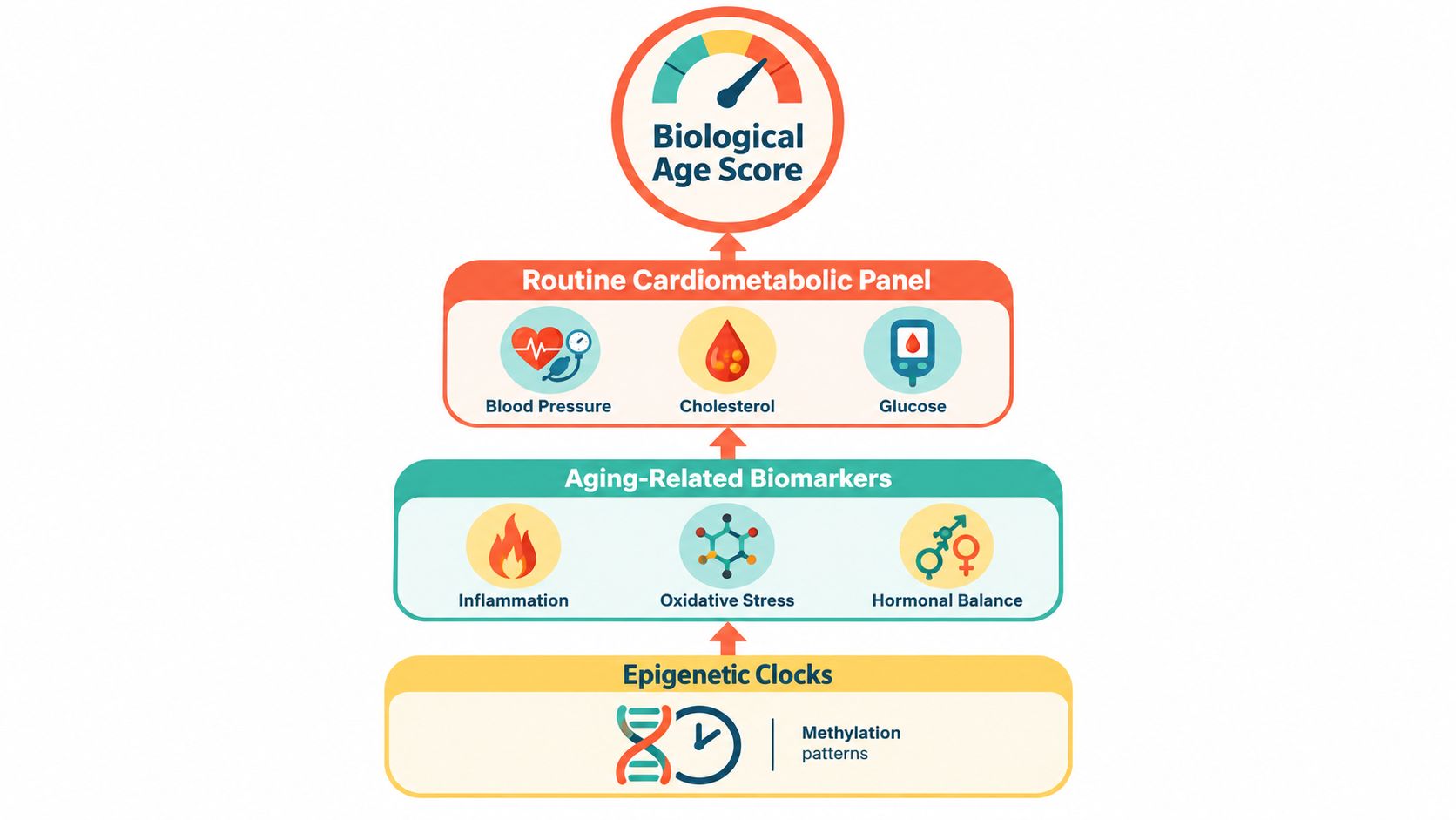 A diagram illustrating factors that determine biological age, including cardiometabolic panels, biomarkers, and epigenetic clock patterns.