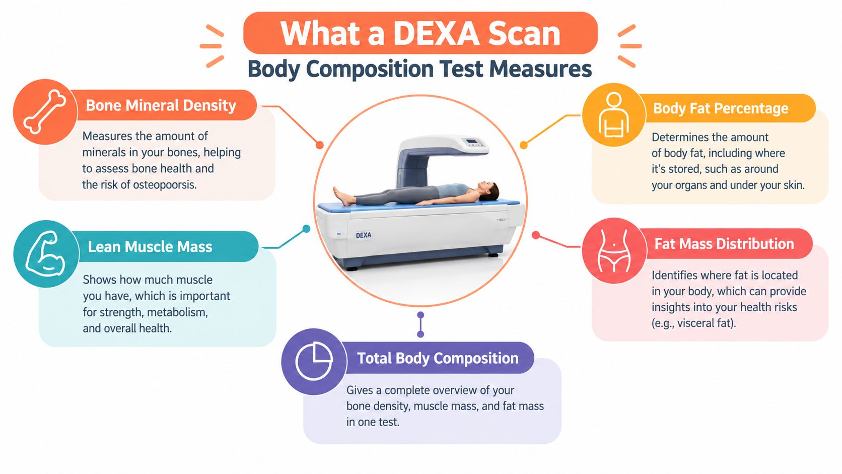 A diagram explaining the different body composition metrics measured by a DEXA scan medical testing machine.