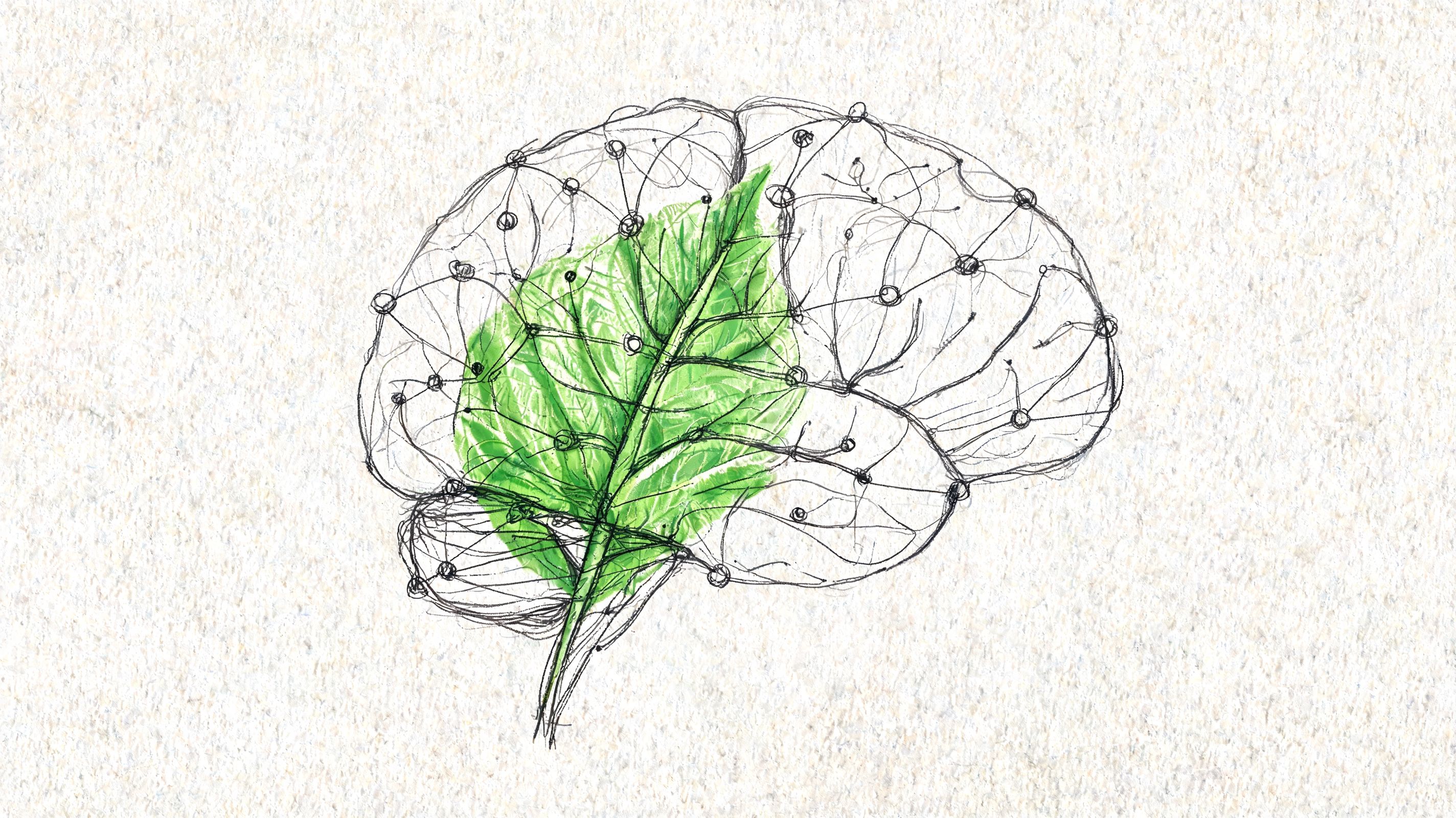 Ilustração desenhada à mão de um cérebro humano a sobrepor-se a uma folha verde vibrante, simbolizando o pensamento sustentável.