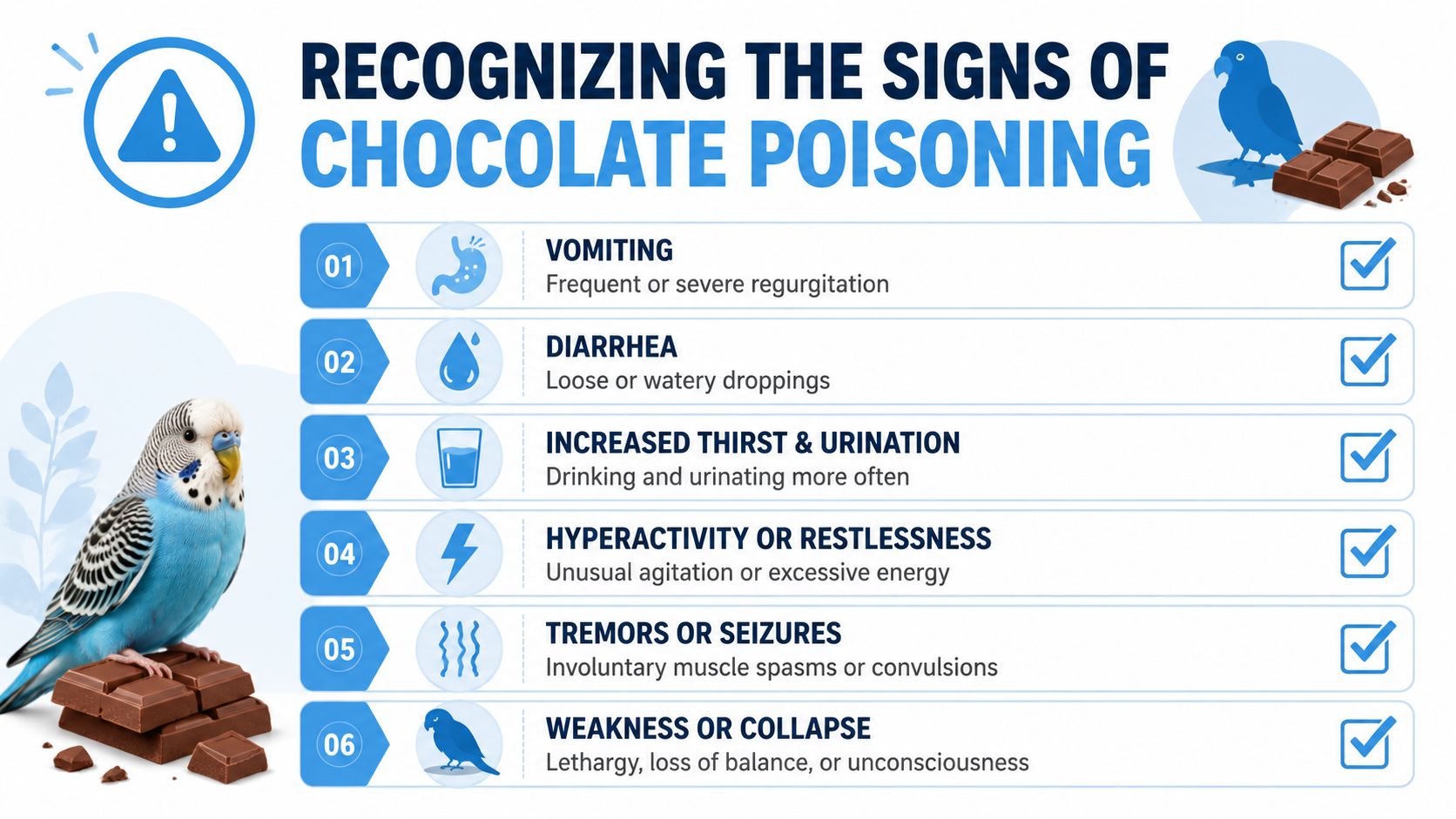 An infographic detailing the six common signs of chocolate poisoning in pet parrots, including various physical symptoms.