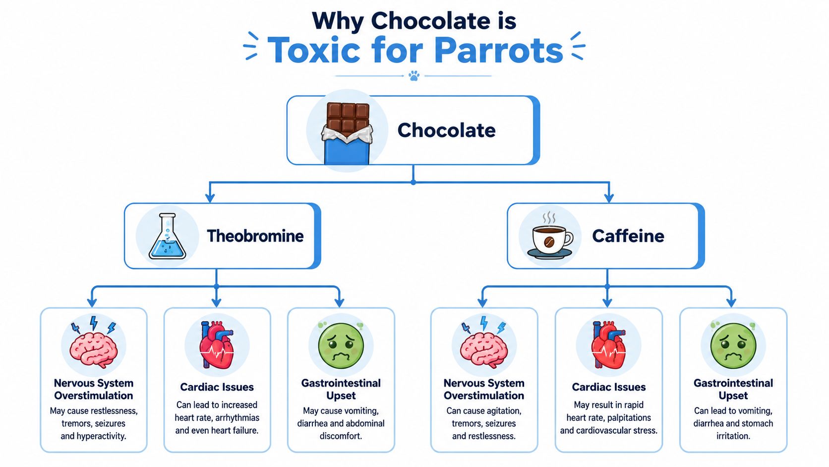 A diagram illustrating why chocolate is toxic to parrots due to theobromine and caffeine components.