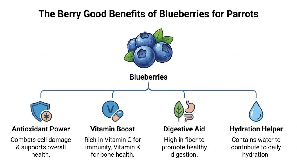 An infographic illustrating four health benefits of feeding blueberries to parrots, including antioxidant support and vitamins.