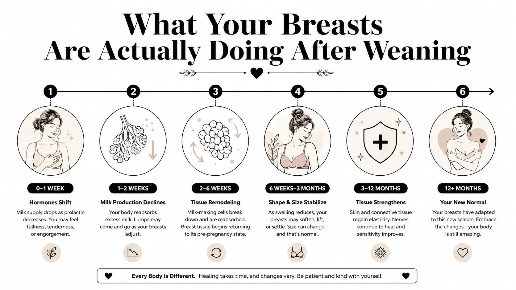 An infographic detailing the stages of breast tissue changes and recovery in the months after weaning.
