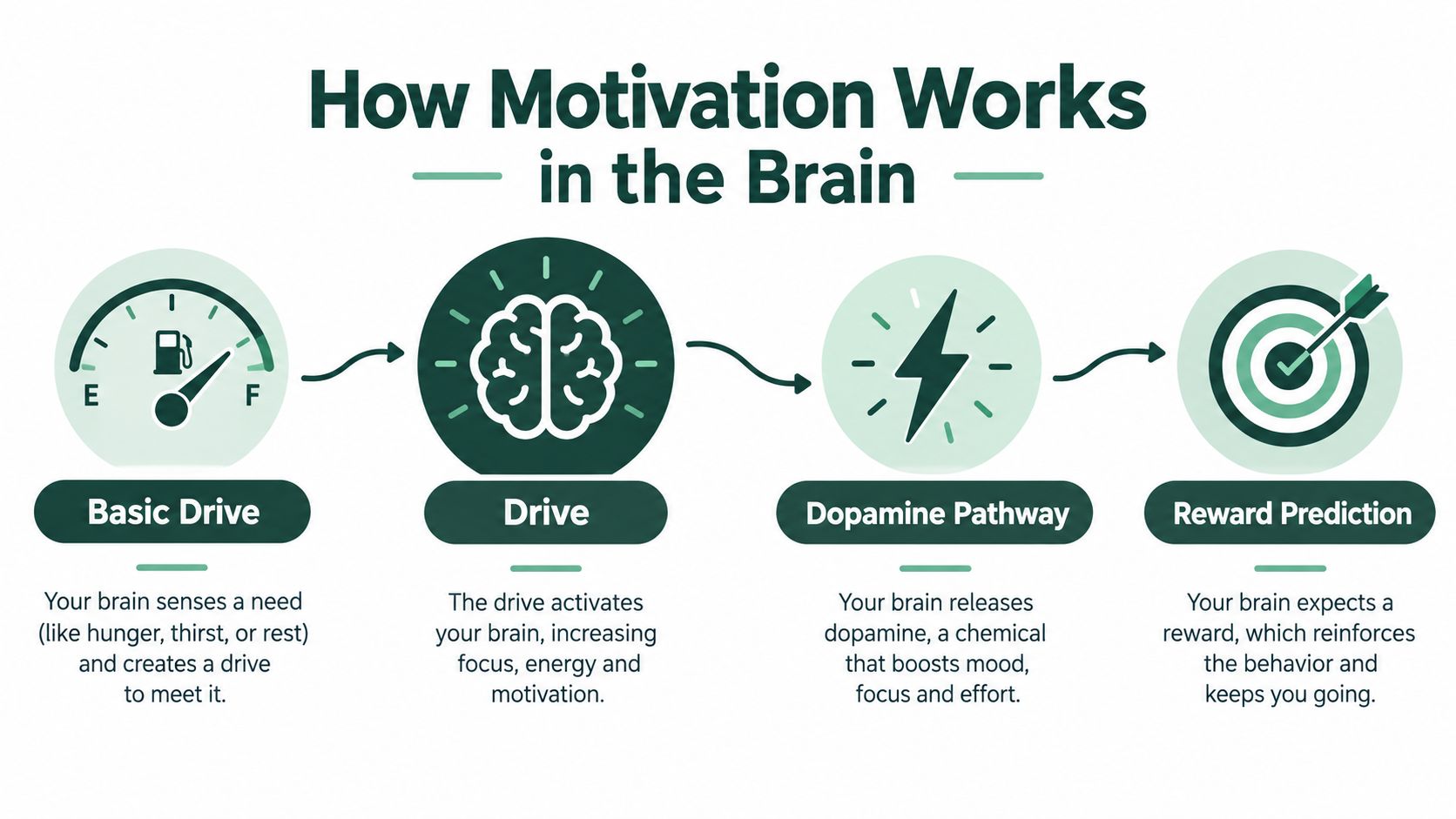 A four-step infographic illustrating how the brain processes motivation and reward systems through biological feedback loops.