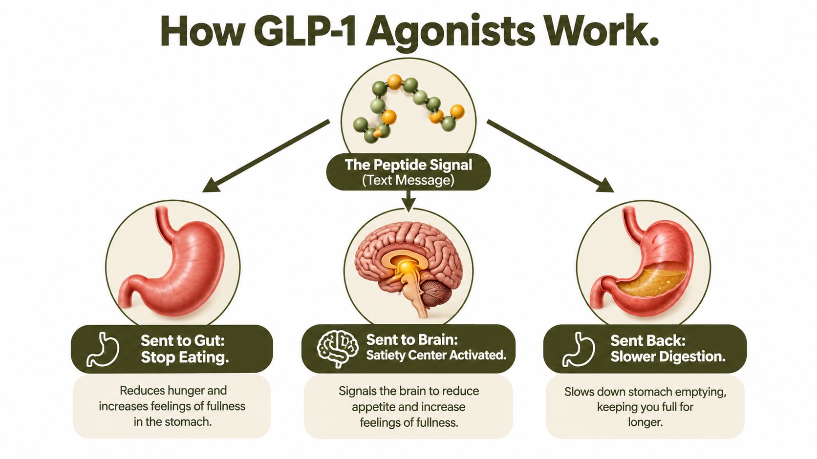 A diagram illustrating how GLP-1 agonists impact the brain and stomach to promote satiety and digestion.