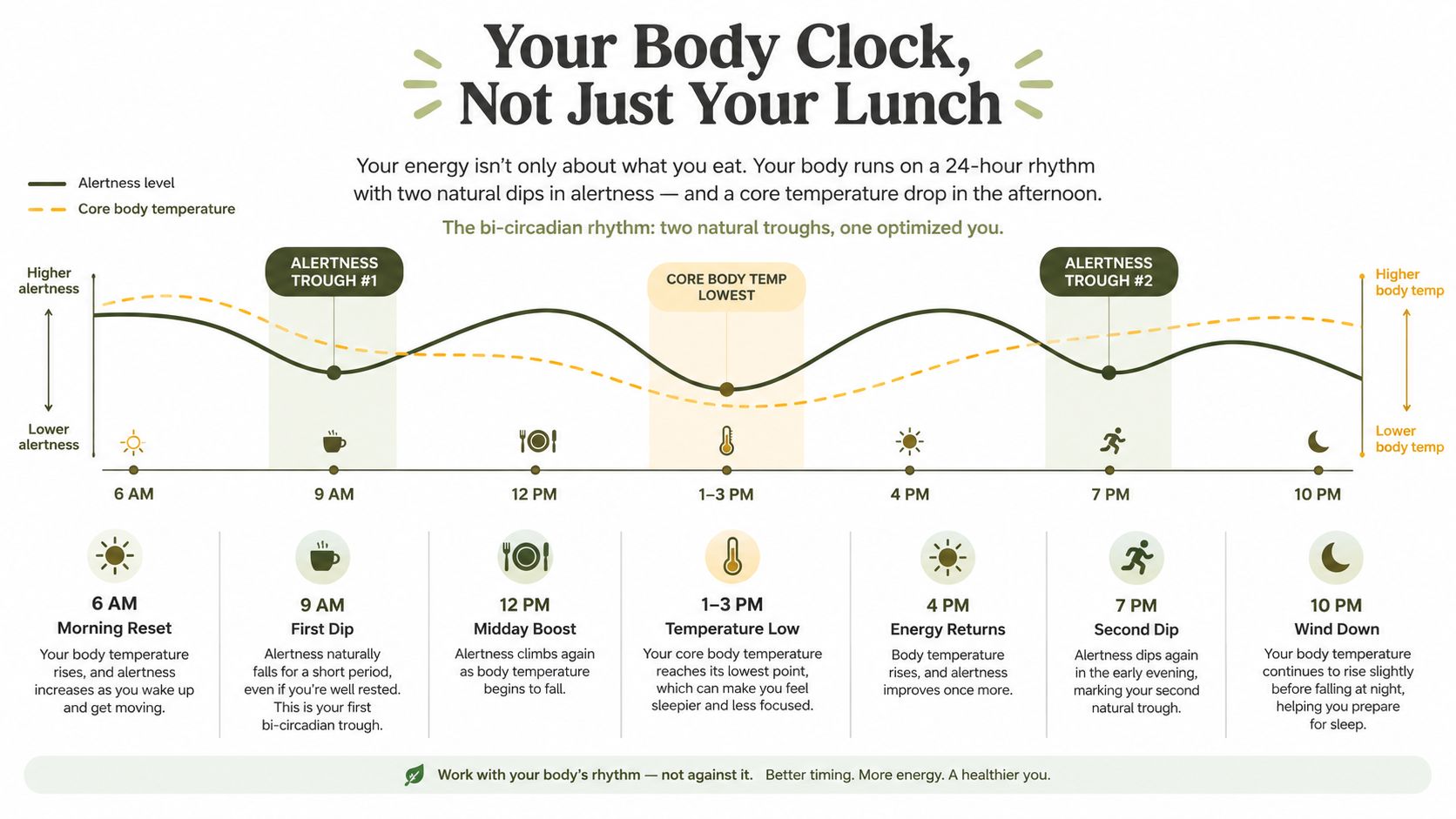 A chart showing the 24-hour cycle of alertness and body temperature dips throughout the day.