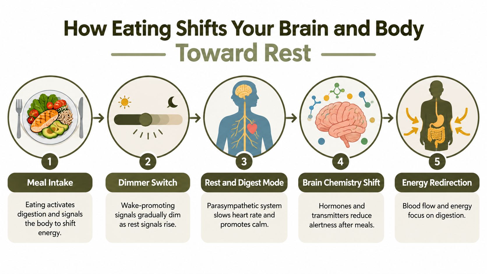 An infographic showing the five biological steps explaining why eating causes body and brain shifts toward rest.