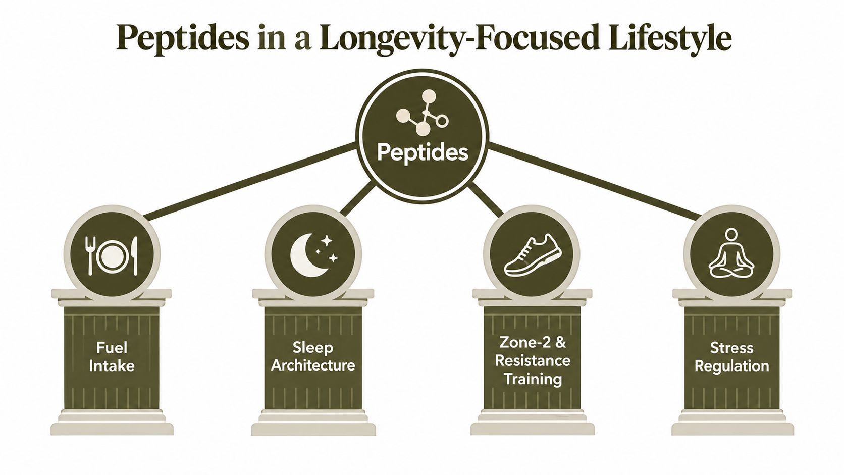 A diagram illustrating how peptides support a longevity-focused lifestyle through nutrition, sleep, exercise, and stress regulation.