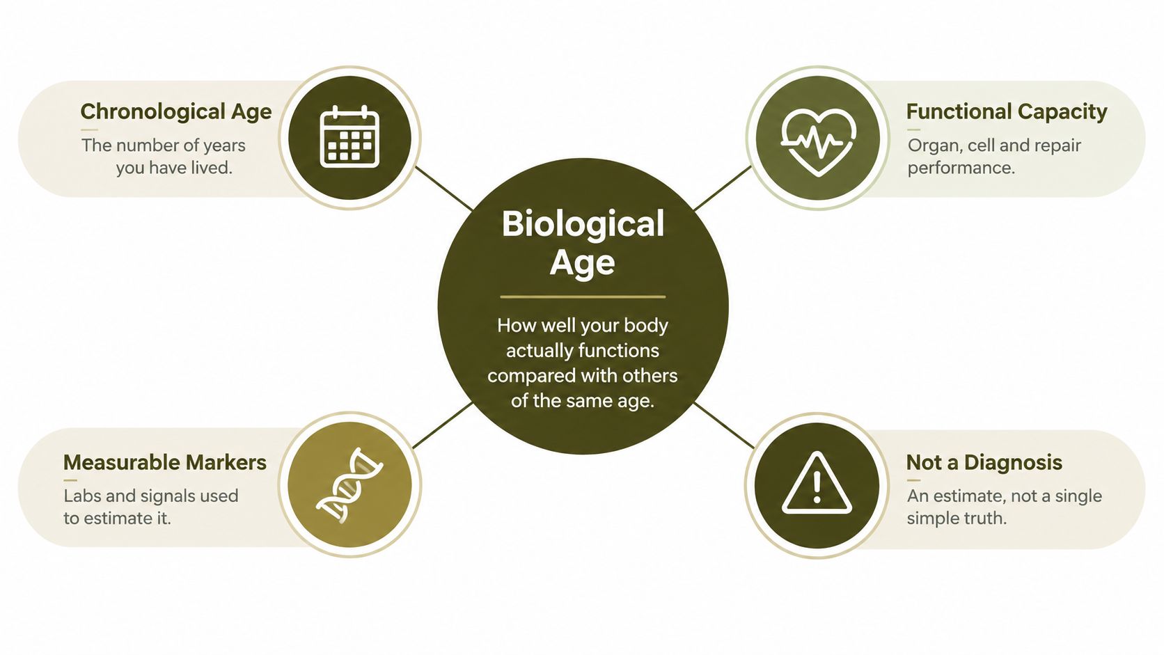 A diagram explaining biological age by comparing it with chronological age, functional capacity, markers, and clinical diagnostics.