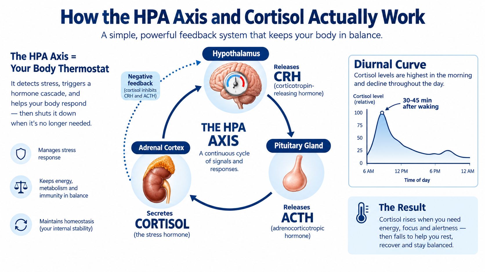 An infographic diagram illustrating the HPA axis feedback loop, cortisol secretion, and the diurnal cortisol rhythm.