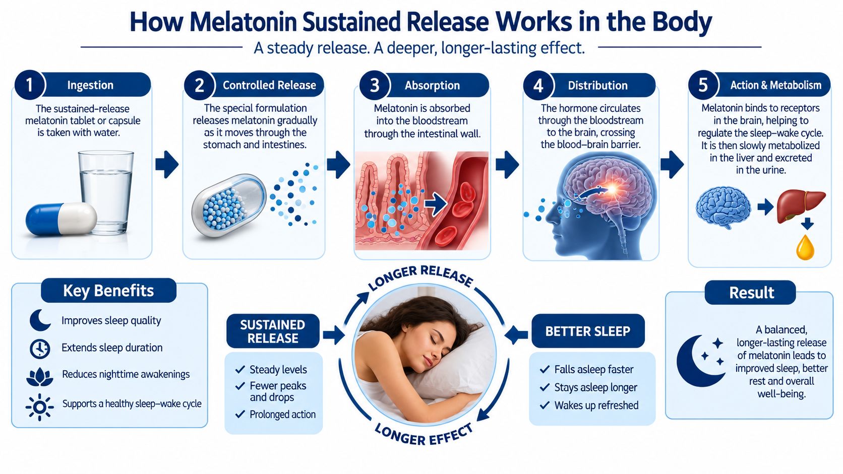 An infographic showing the five-step process of how sustained-release melatonin works in the human body for better sleep.