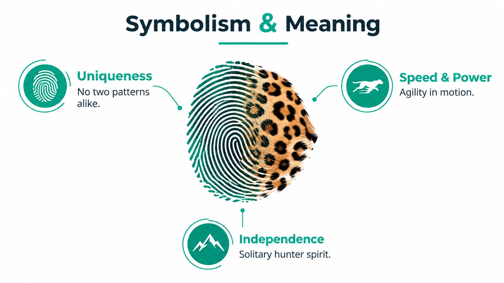 An artistic infographic illustrating the symbolism of a cheetah, featuring a fingerprint pattern merging into a leopard print.