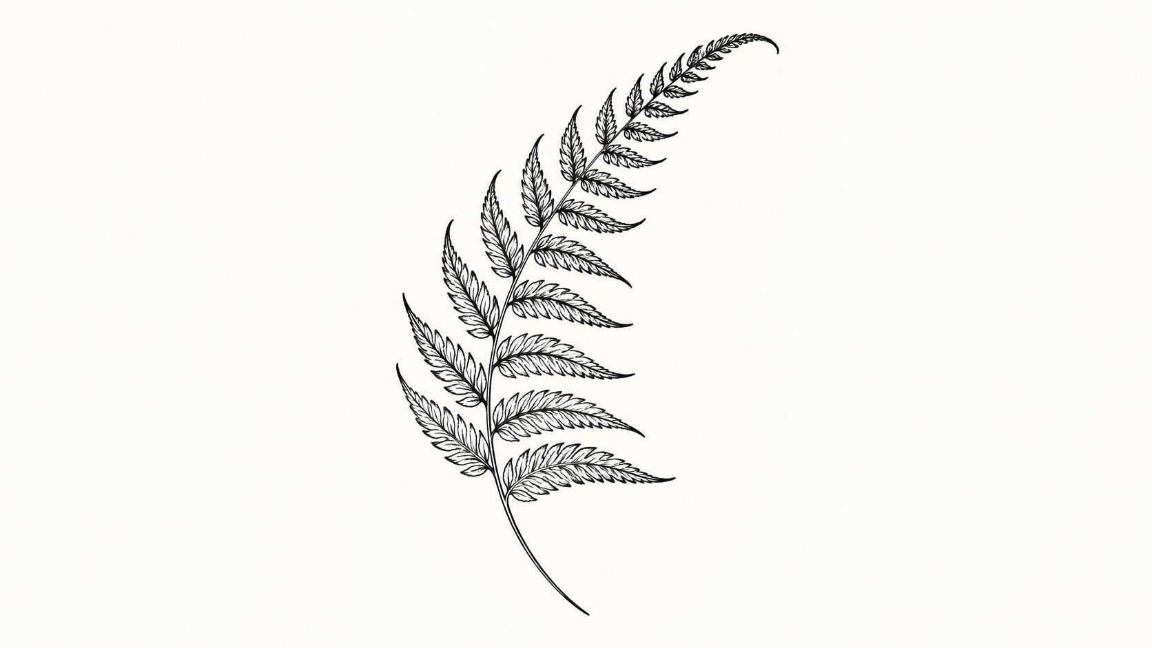 A detailed black and white line art illustration of a delicate fern leaf on white background.