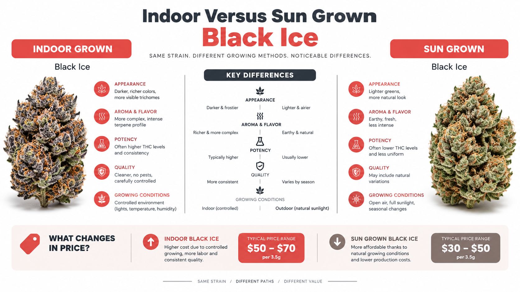 An infographic comparing indoor-grown and sun-grown Black Ice cannabis strains, detailing differences in appearance, flavor, potency, and pricing.