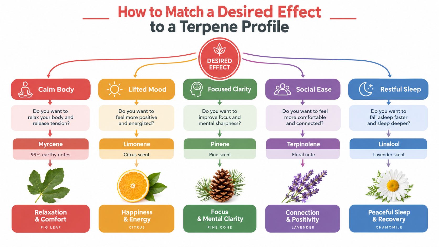 An infographic chart illustrating how to match specific terpene profiles to desired physical and mental effects.