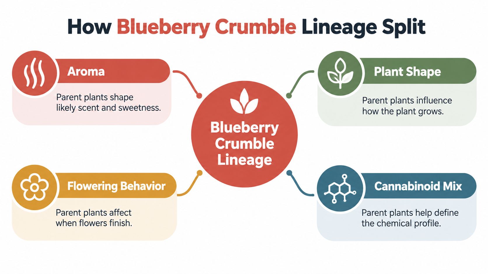 A diagram illustrating the four main lineage factors of the Blueberry Crumble cannabis strain: aroma, shape, flowering, and cannabinoids.