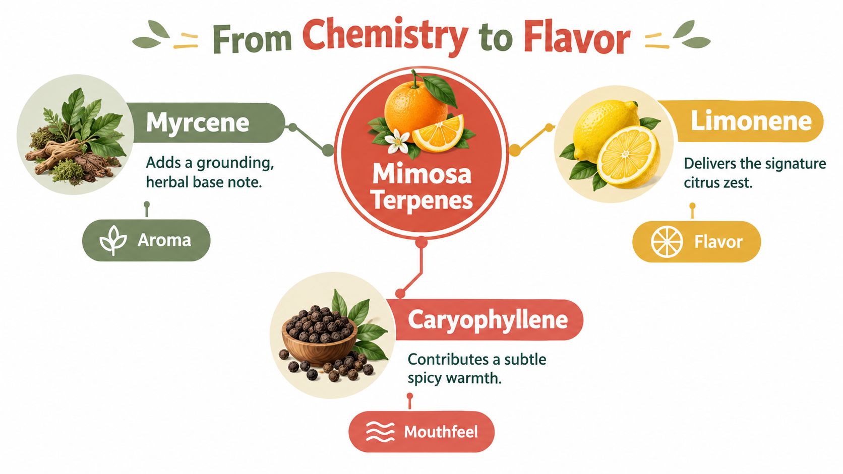 An infographic detailing the three main terpenes found in the Mimosa strain, showing myrcene, limonene, and caryophyllene.