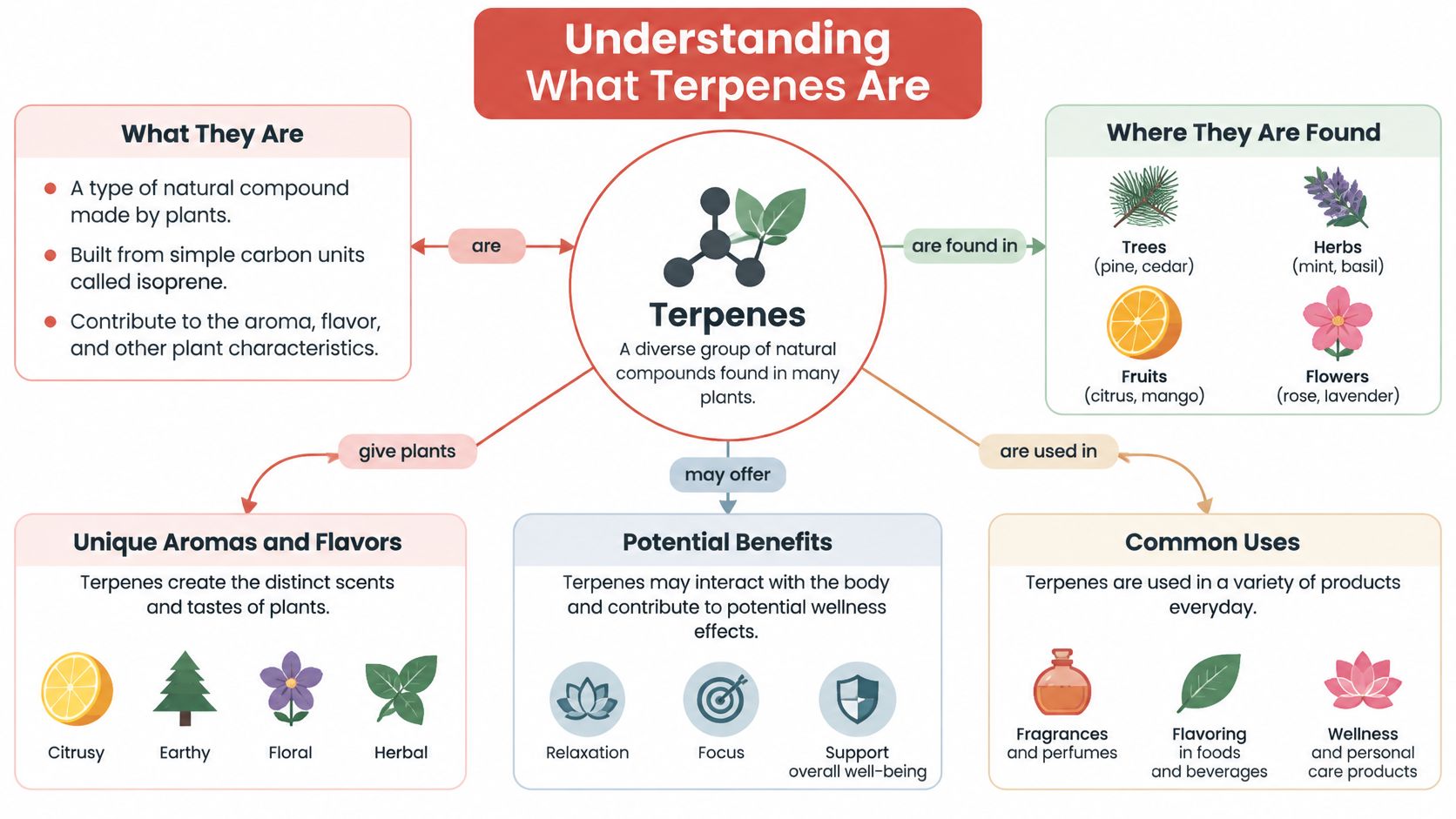 A comprehensive infographic explaining what terpenes are, where they are found, and their potential benefits and uses.