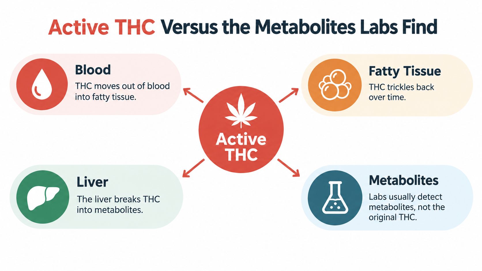 A diagram illustrating how active THC moves from the blood into fatty tissue and the liver to form metabolites.