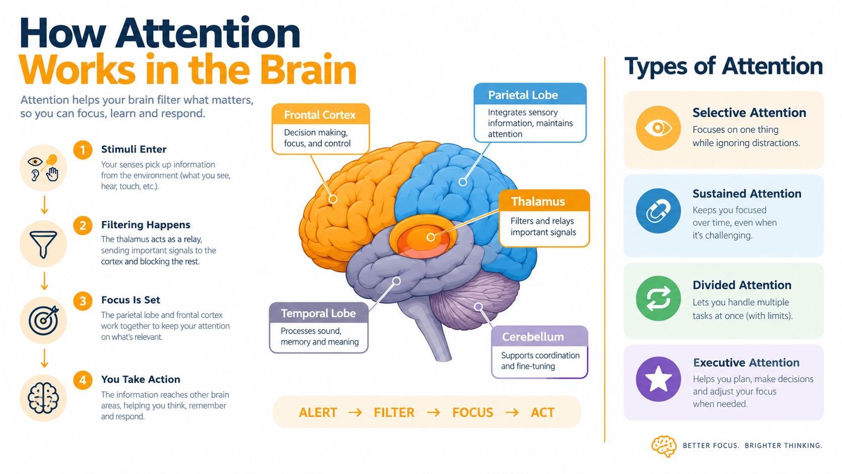 An infographic showing how the human brain processes attention, including its parts, functions, and various types.