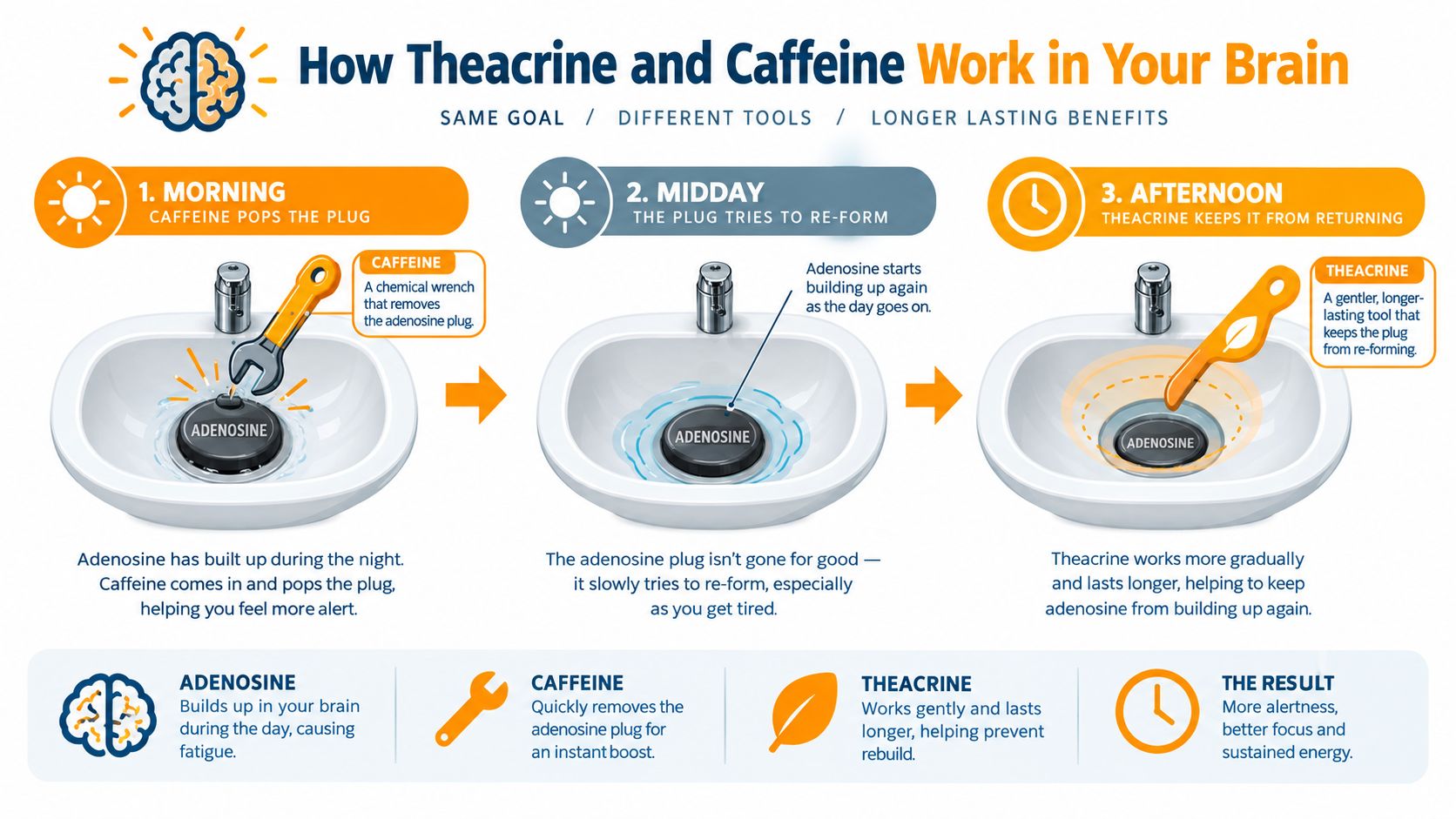An infographic illustrating how theacrine and caffeine work together in the brain to reduce adenosine-induced fatigue.