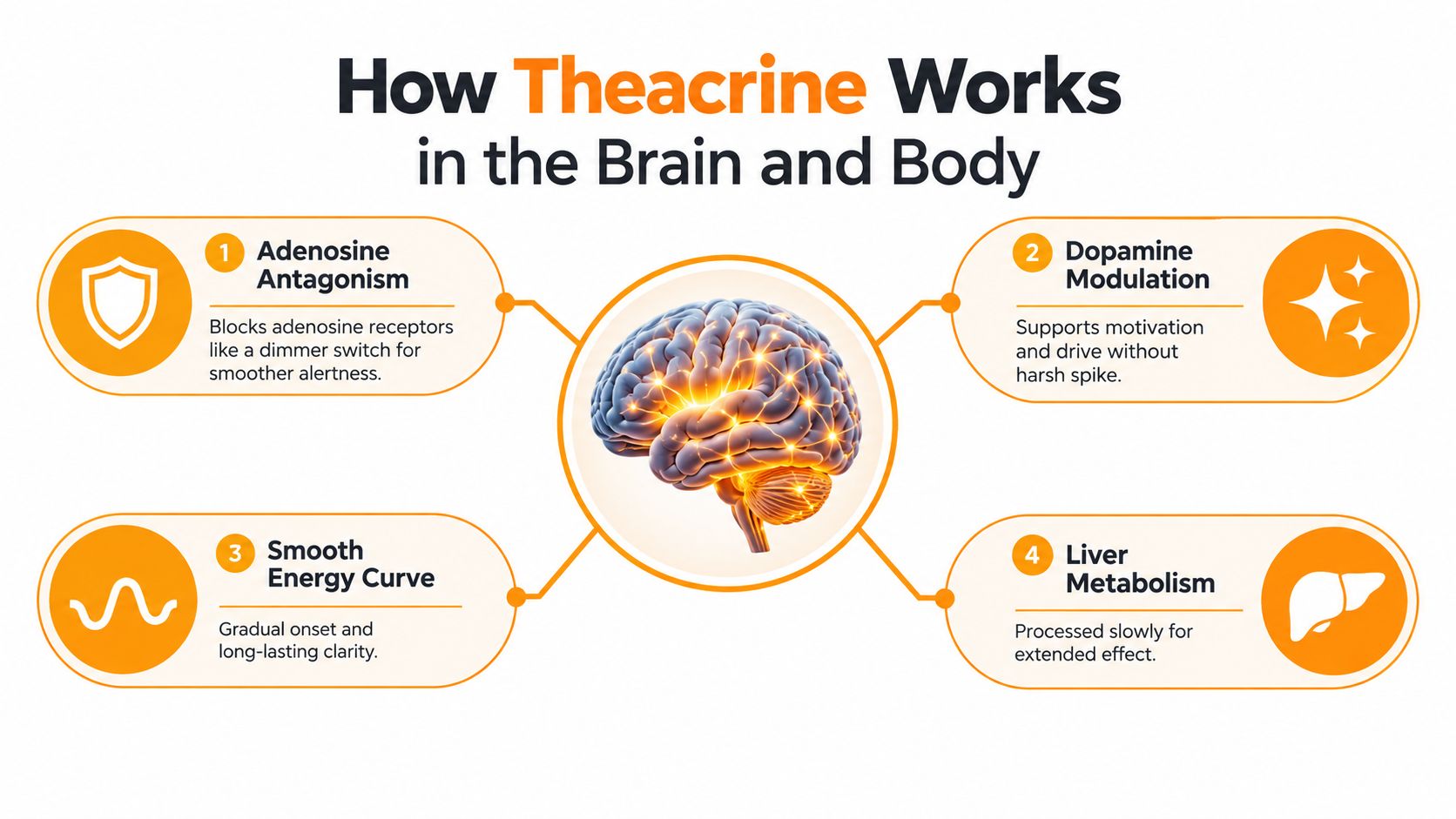 An infographic titled How Theacrine Works, showing its effects on the brain, energy, and metabolism.