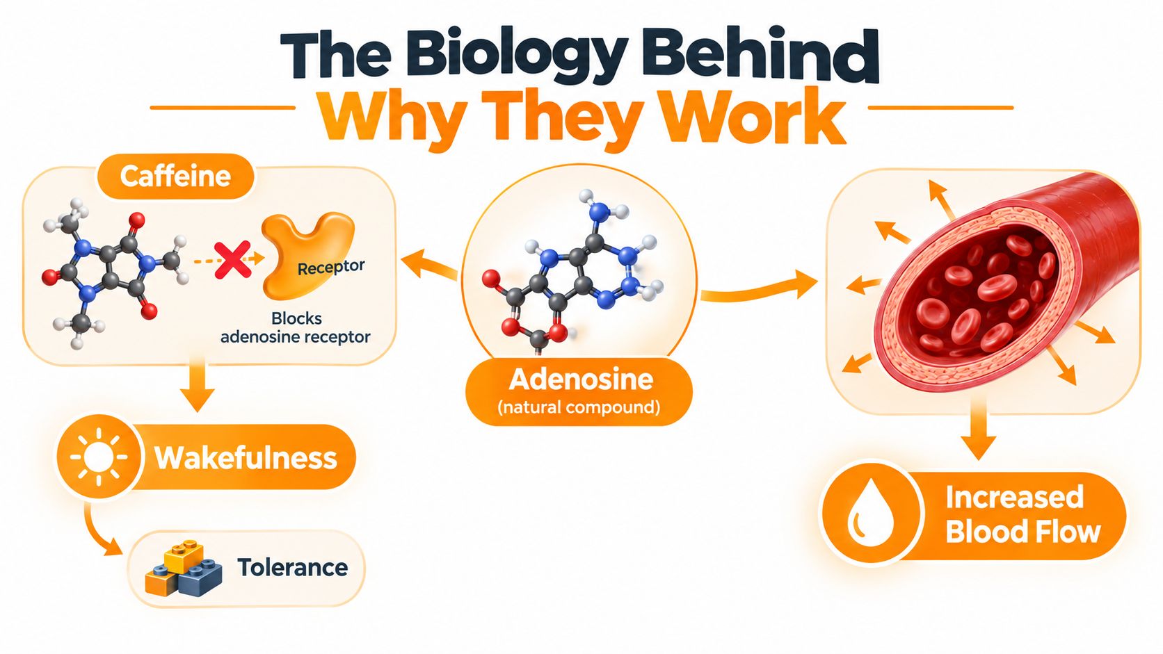 A diagram illustrating how caffeine blocks adenosine receptors to promote wakefulness and affect blood flow.