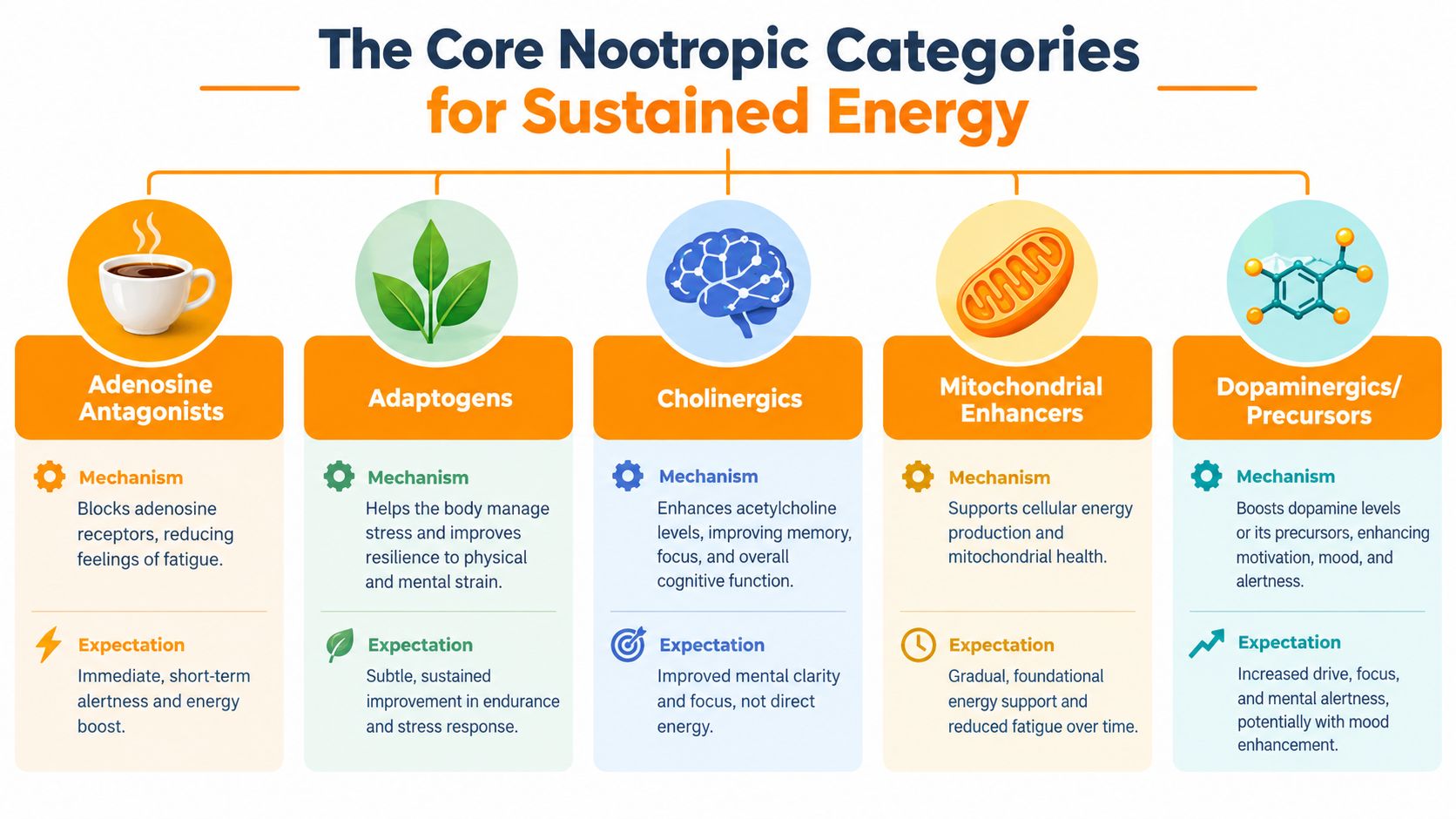 An infographic showing five core nootropic categories including adenosine antagonists, adaptogens, cholinergics, mitochondrial enhancers, and dopaminergics/precursors.