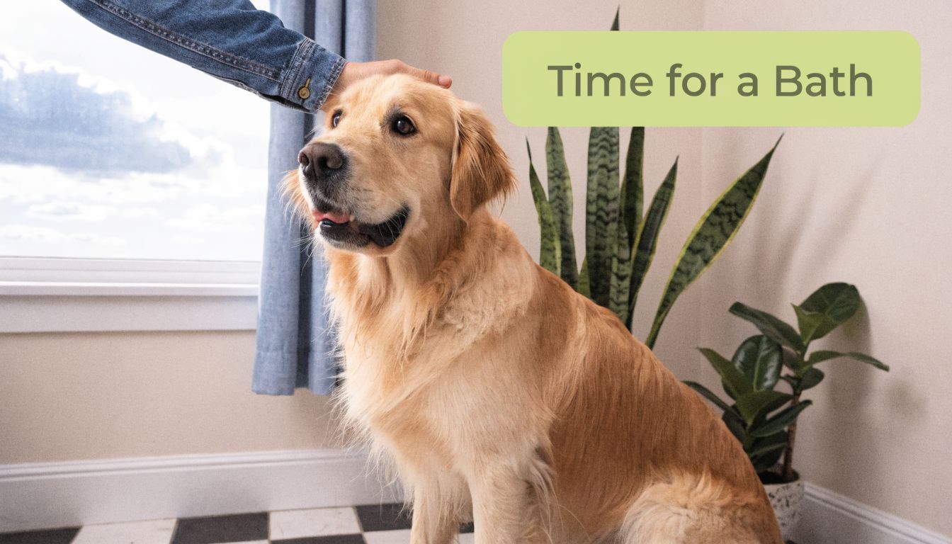A golden retriever sitting calmly while a person's hand pets its head in a cozy room