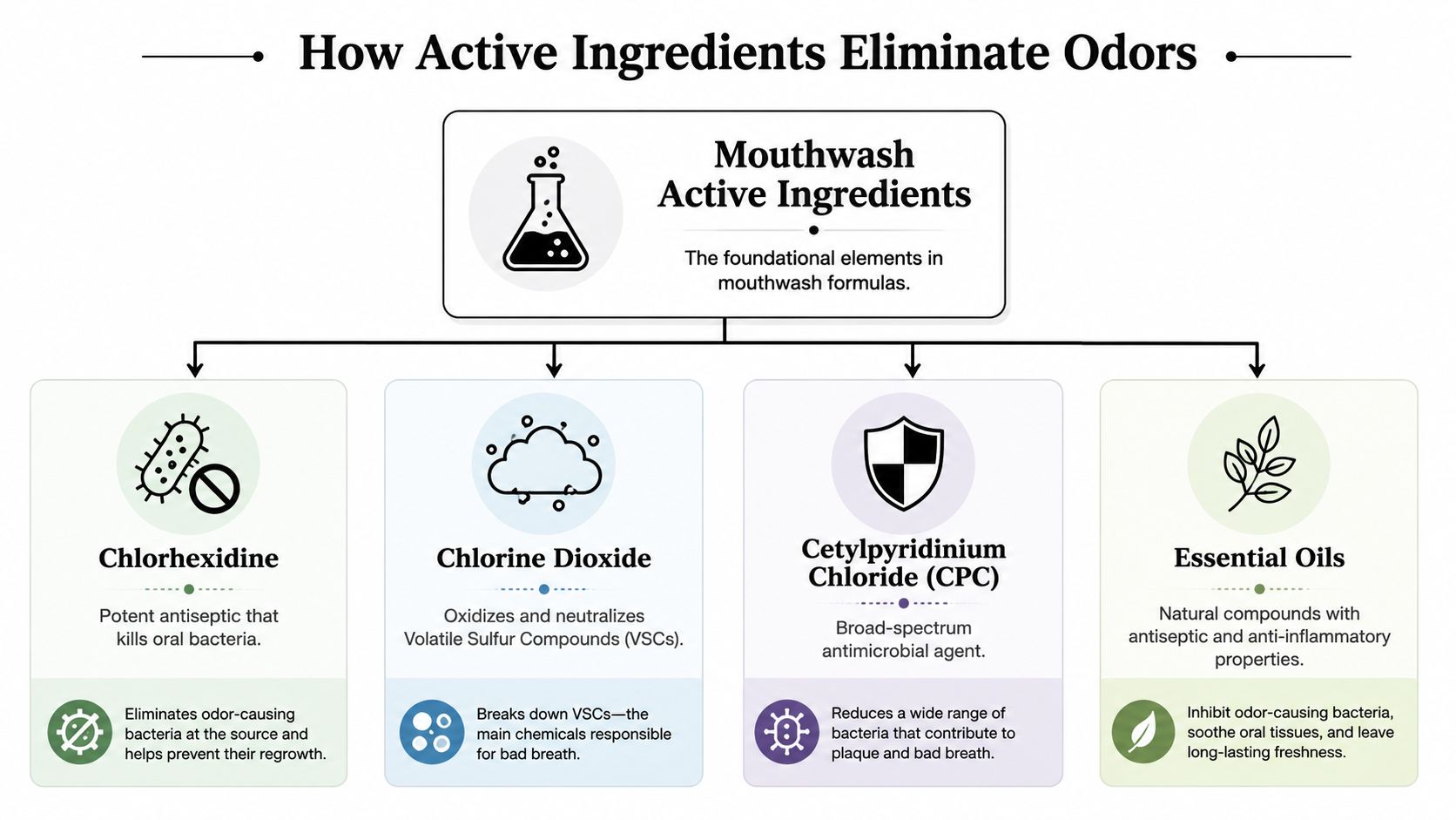 An infographic titled How Active Ingredients Eliminate Odors, explaining the role of Chlorhexidine, Chlorine Dioxide, Cetylpyridinium Chloride, and Essential Oils.